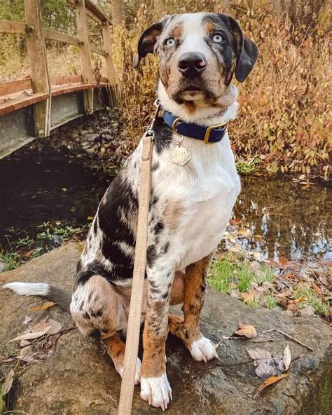 catahoula leopard dog aussie mix.